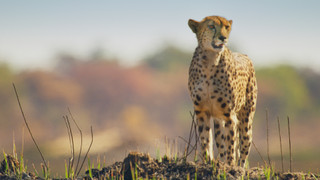 Velké kočky ve dne v noci
