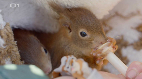 Co naše babičky uměly a na co my jsme zapomněli - Máme rádi zvířata!