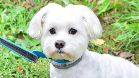 Kočka není pes - Bojovný Benny a hlučná Grace