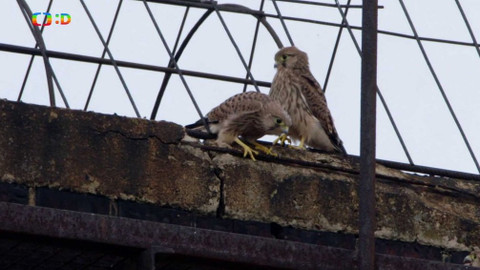 Ptačí rodinky - Poštolčí večeře