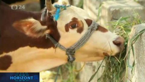 Horizont ČT24 - 21. října 2012