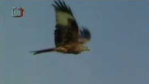 Živé srdce Evropy - Luňák červený