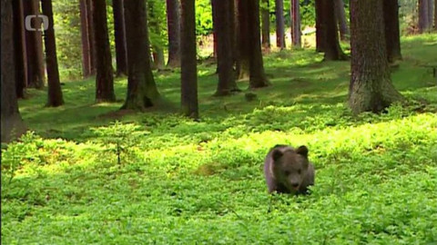 Méďové - Srnčí tajemství