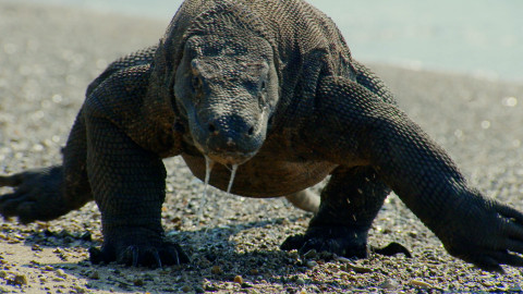 Nejdokonalejší tvorové v umění přežít - 5/5 TOP 20 nejlepších lovců