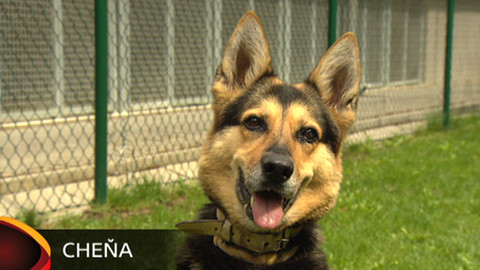 Chcete mě? - Chcete je?