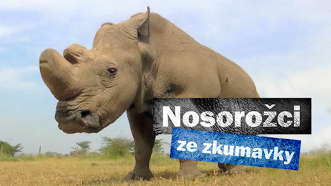 Nosorožci ze zkumavky