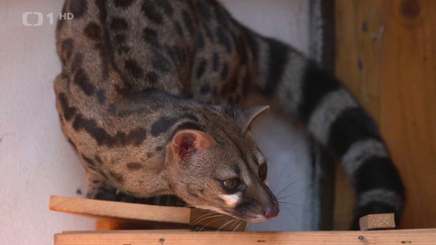 Hobby naší doby - 11. ledna