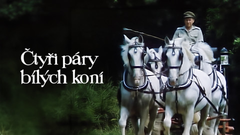 Čtyři páry bílých koní