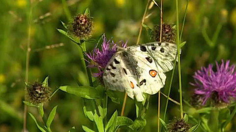 Na větvi - Na výspě mediteránu