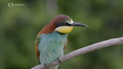 Minuty z přírody - Vlha pestrá