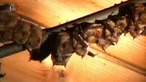 Živé srdce Evropy - Netopýr brvitý