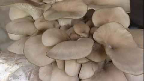 Zahrada je hra - 2. července 2006