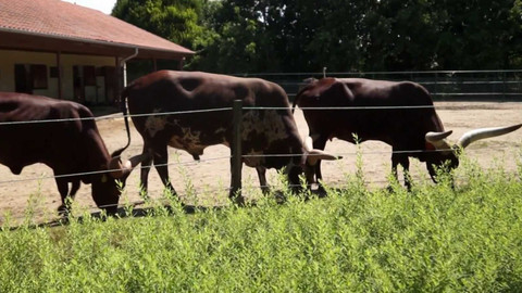 Tamtam - 27. července 2024