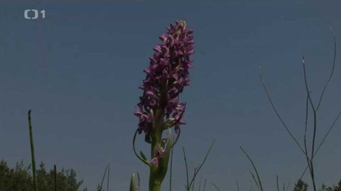 Živé srdce Evropy - Prstnatec pleťový