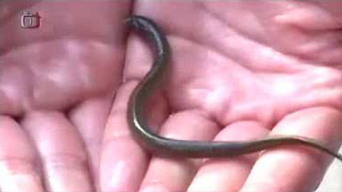 Živé srdce Evropy - Mihule ukrajinská