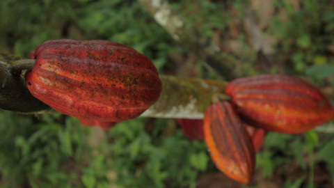 Vůně cizích krajů - Kostarika, země harmonie