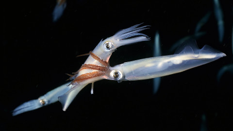 Darwinův úžasný svět zvířat - 11/13 Hemžení olihní