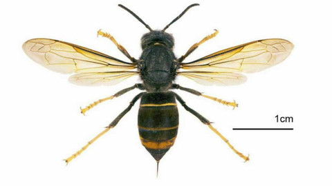 Nedej se! - Vetřelci mezi námi