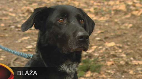 Chcete mě? - Chcete je?