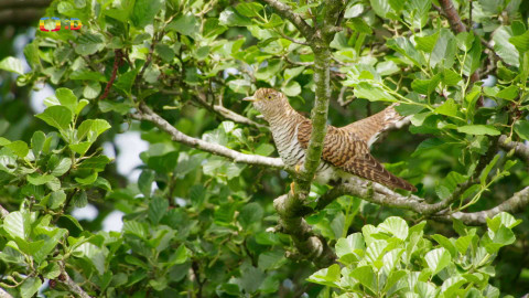 V divočině, tam to žije - Epizoda 29/40