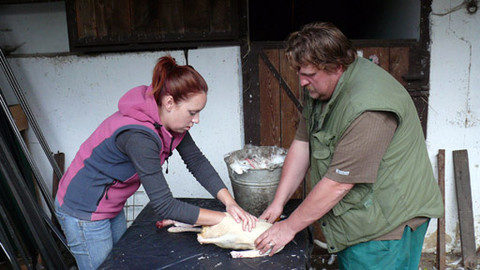 Malá farma - Martinská husa