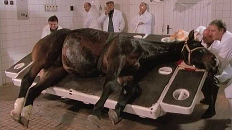 O zvířatech a lidech - 7/13 Revize