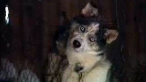 Můj mazlíček - 17/26 Emily a její husky