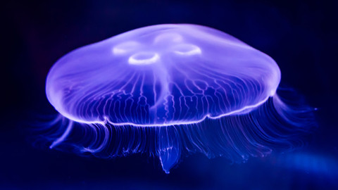 Naše kulatá planeta - Mořští lovci