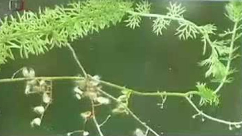 Živé srdce Evropy - Bublinatka prostřední