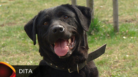 Chcete mě? - Chcete je?