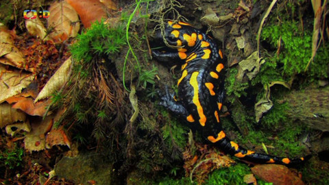 Terčin zvířecí svět - 12. dubna 2024