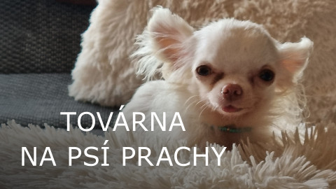 Továrna na psí prachy