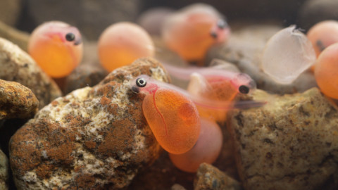 Darwinův úžasný svět zvířat - 8/13 Překvapivá tajemství přírody