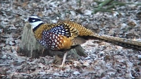 Tisíc let české myslivosti - 7. září 2013