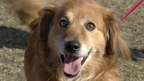 Chcete mě? - Chcete je?