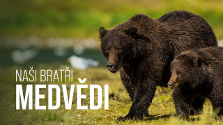 Naši bratři medvědi