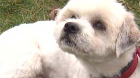 Chcete mě? - Chcete je?