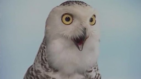 Televizní písničky a songy - Tomáš Hanák