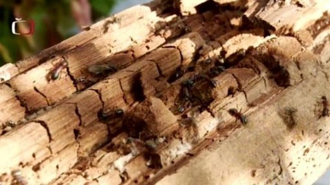 Chalupa je hra - 31. března 2009