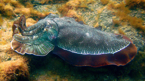 60 zvířecích zabijáků - Epizoda 6/20