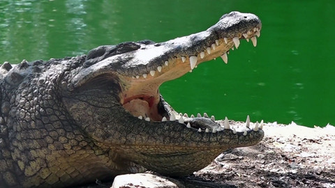 Africká abeceda - K – krokodýl