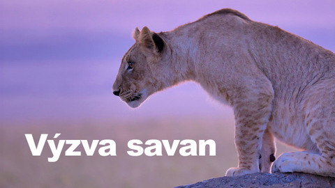 Výzva savan