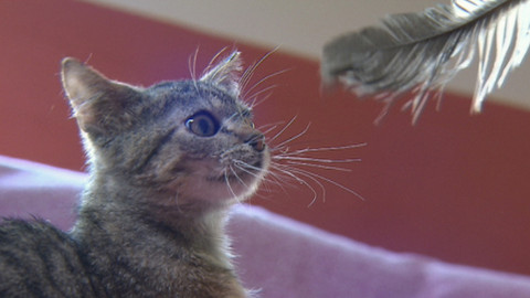 Chcete mě? - Chcete je?