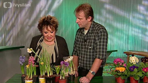 Dobrá rada nad zlato - 8. března 2008