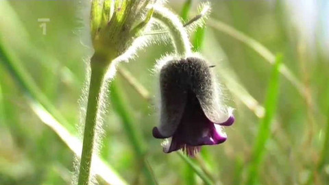 Živé srdce Evropy - Koniklec luční český