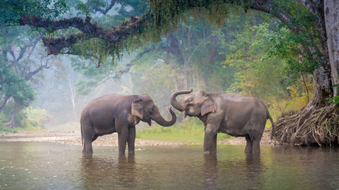 Svět zvířat - 16/20 Sloni