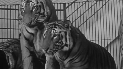 Chvilka v maringotce - Den drezéra