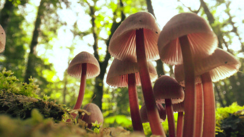 Darwinův úžasný svět zvířat - 8/12 Tajemství ukrytá v mechu