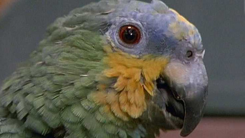 O zvířatech a lidech - 8/13 Vzteklina