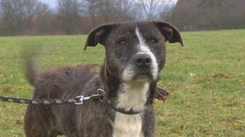 Chcete mě? - Chcete je?